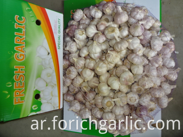 Normal Garlic Price